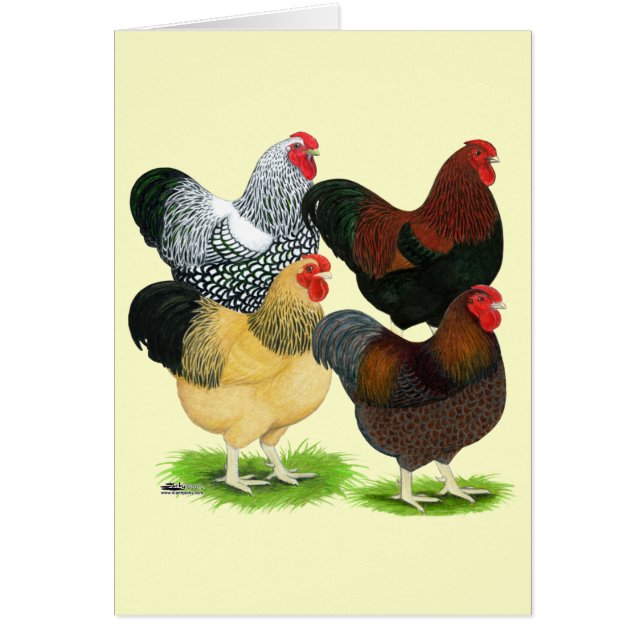 Wyandotte : Assortiment de coq (Devant)