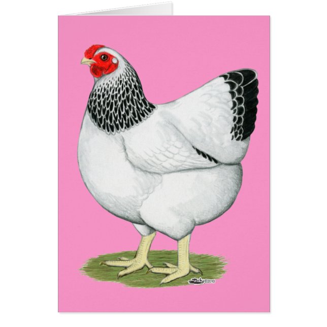 Wyandotte : Colon Hen (Devant)