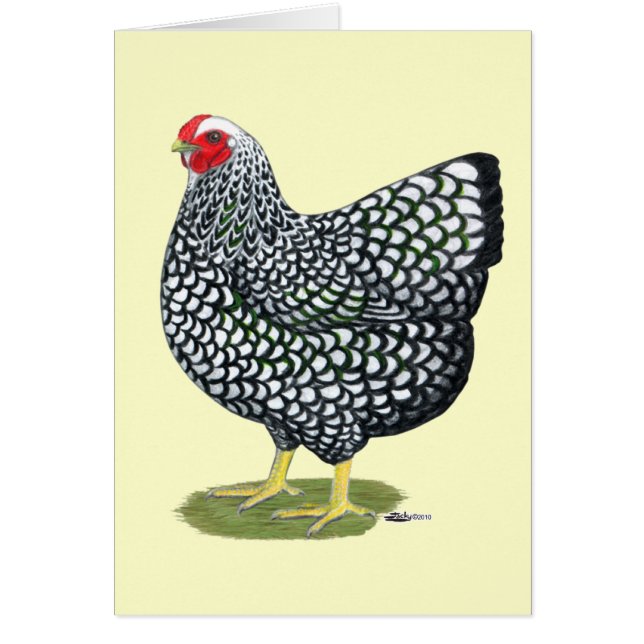 Wyandotte : Hen à lacet argent (Devant)