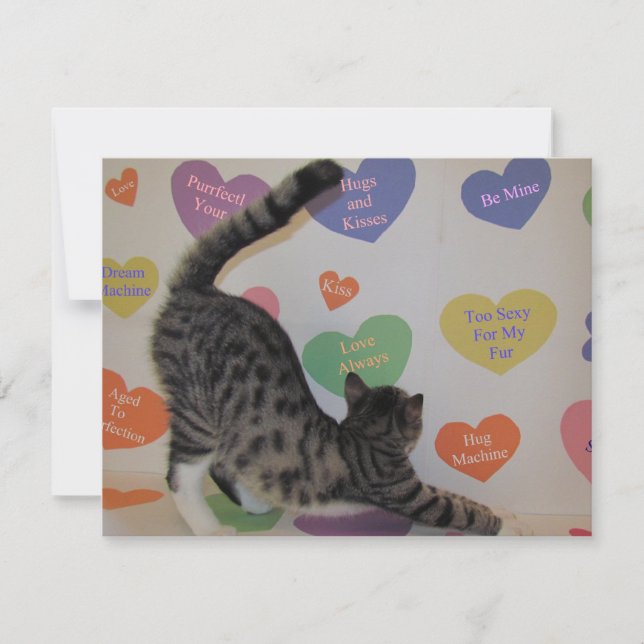 Wyatt's Valentine - Chat / Kitten - Carte Plat (Devant)