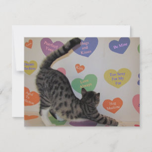 Wyatt's Valentine - Chat / Kitten - Carte Plat