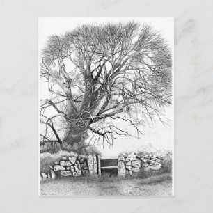 Wych Elm. Carte postale d'origine