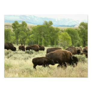 Wyoming Bison Nature Animal Photographie