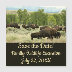Wyoming Bison Nature Animal Photographie