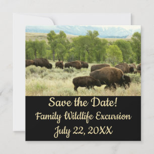 Wyoming Bison Nature Animal Photographie