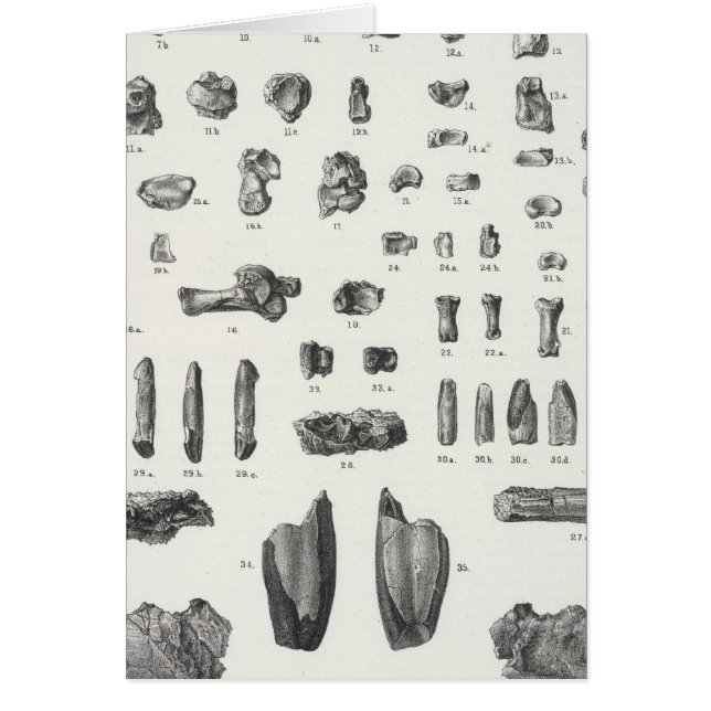 XL Tomitherium, Esthonyx, Ectoganus (Devant)