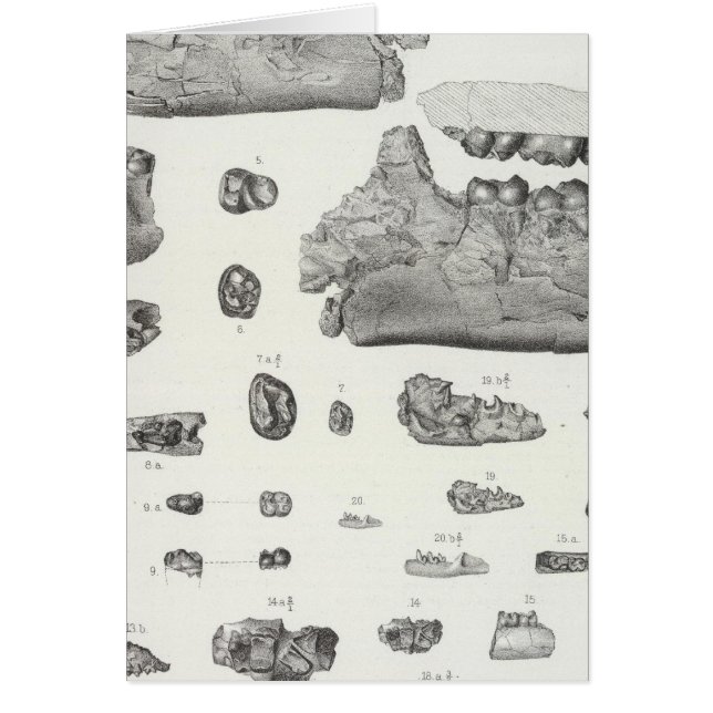 XLV Phenacodus, Opisthotomus, Hyopsodus (Devant)