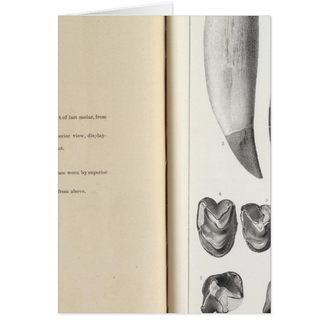 XLVI Coryphodon (Devant)