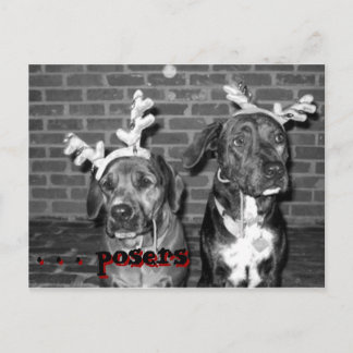 xmas carte recrop recontraste, . . .. des poseurs,