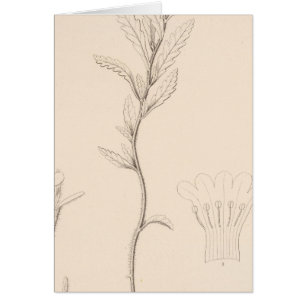 XVIII Nama rothrockii