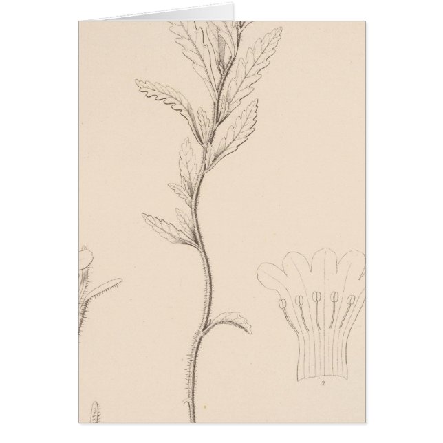 XVIII Nama rothrockii (Devant)