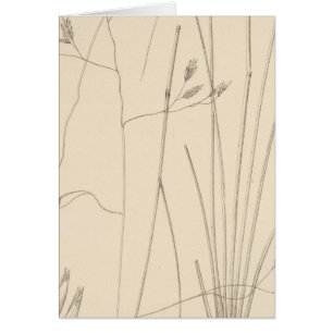 XXIX Festuca thurberi