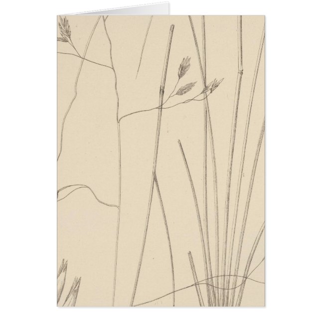 XXIX Festuca thurberi (Devant)