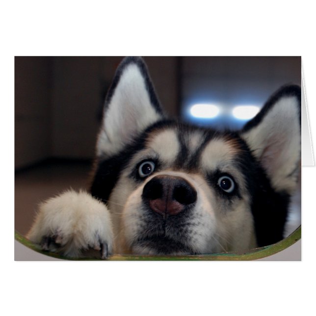 Y A-T-Il Quelqu'Un (Devant horizontal)