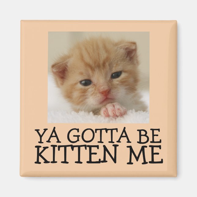 Ya gotta be Kitten me, Funny Cat Magnets (Devant)