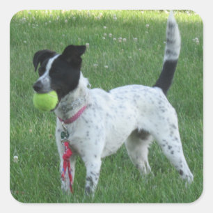 Yahtzee Chien avec Stickers Ball