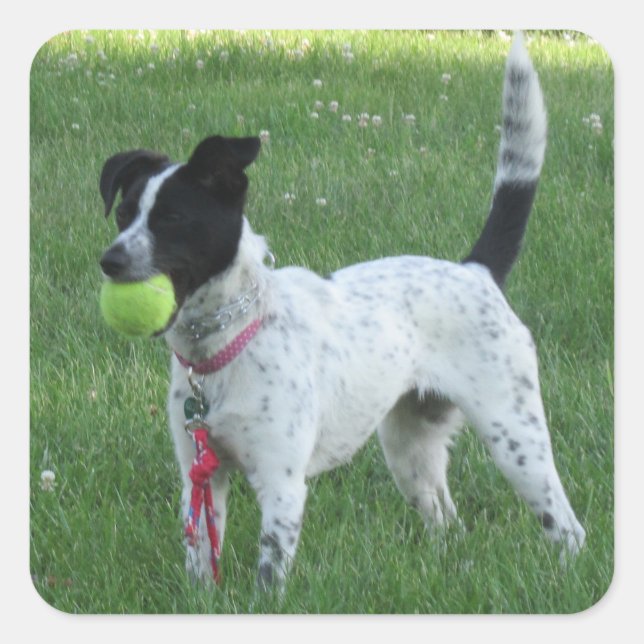 Yahtzee Chien avec Stickers Ball (Devant)