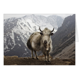 Yak au Népal
