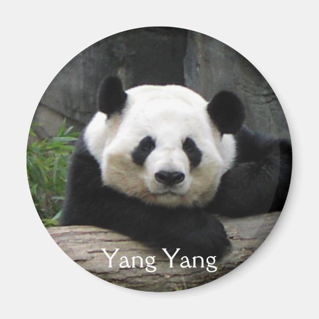 Yang Yang Panda Magnet (Devant)