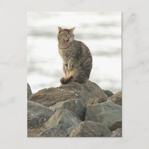 Yawning Cat sur la carte postale Rocks