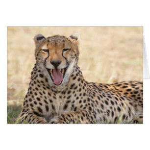 Yawning Cheetah