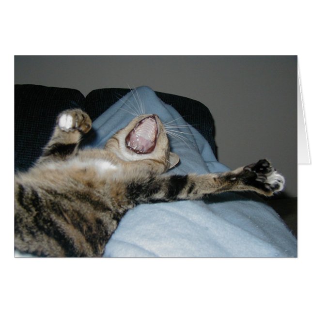 Yawning Kittie (Devant horizontal)