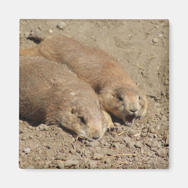 Yawning Prairie Dog Magnet (Devant)