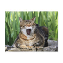 Yawning Tired Kitty Chat jolie carte postale