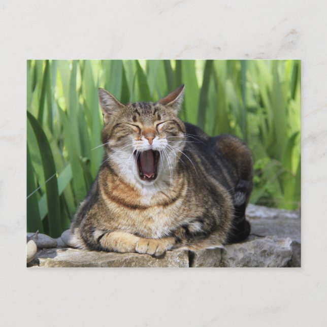 Yawning Tired Kitty Chat jolie carte postale (Devant)