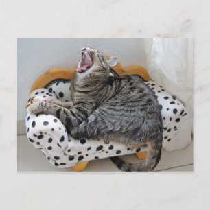 Yawning Tired Kitty Chat jolie carte postale