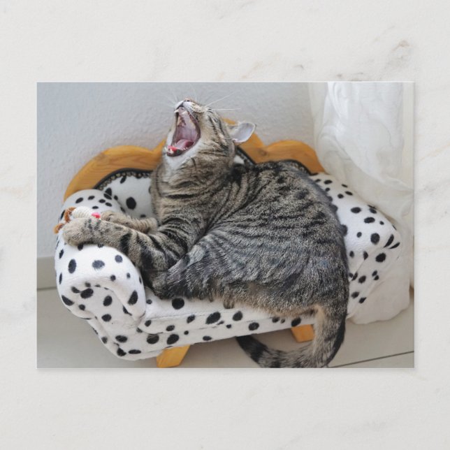 Yawning Tired Kitty Chat jolie carte postale (Devant)
