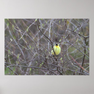 Yellow Bird in Tree Poster