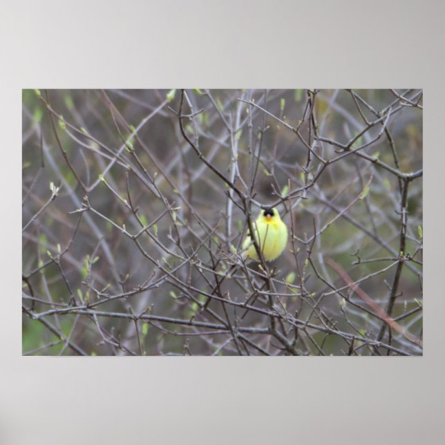 Yellow Bird in Tree Poster (Devant)