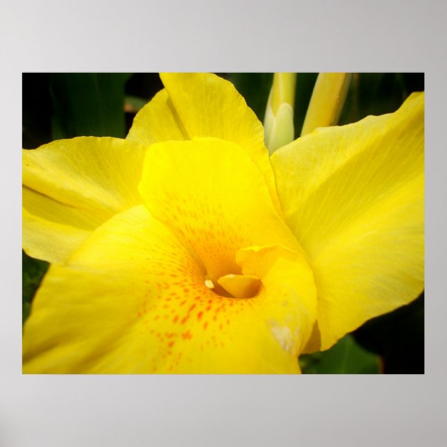 Yellow canna lily flower  poster (Devant)