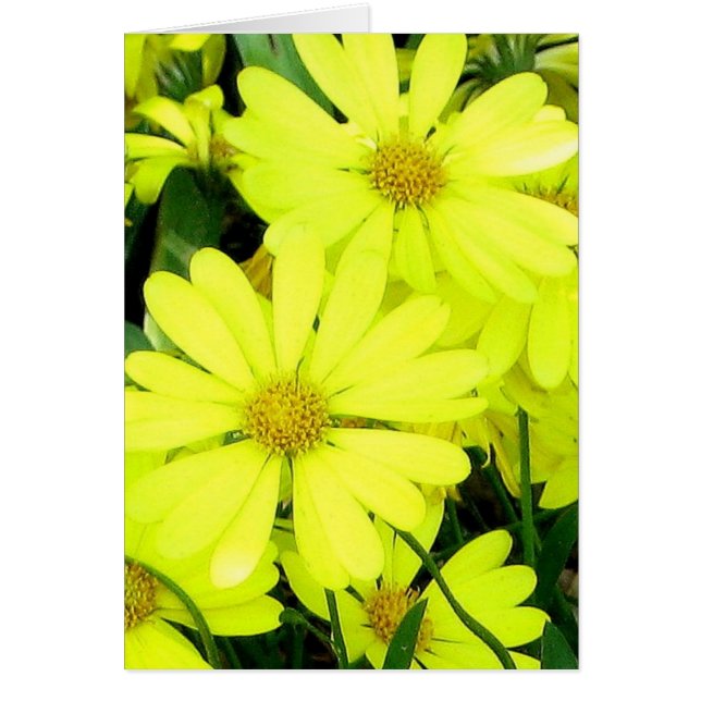 Yellow Daisies (Devant)