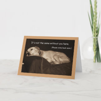 Yellow Lab Pit Husky I Miss Carte You