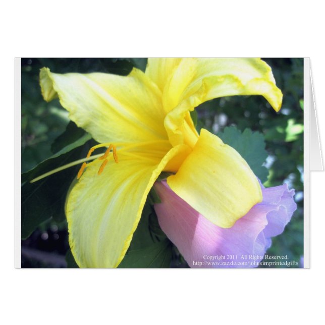 Yellow Lily (Devant horizontal)