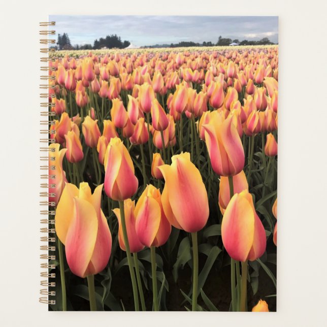 Yellow & Pink Tulip Field, Oregon (Devant)