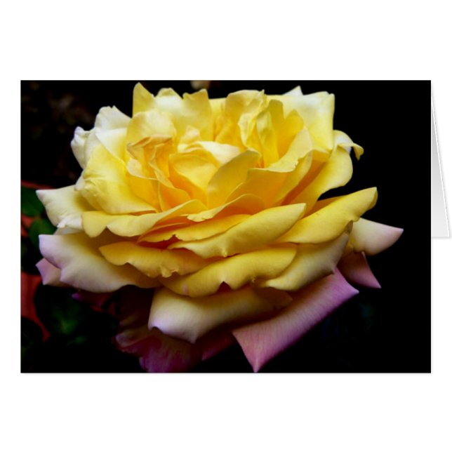 Yellow Rose Flower Card (Devant horizontal)