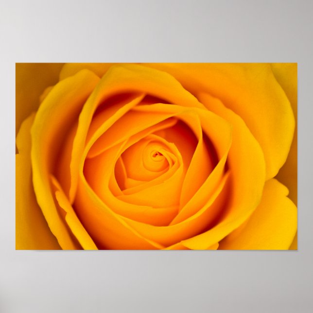 Yellow rose flower Poster (Devant)