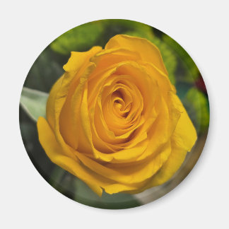 Yellow Rose Magnet