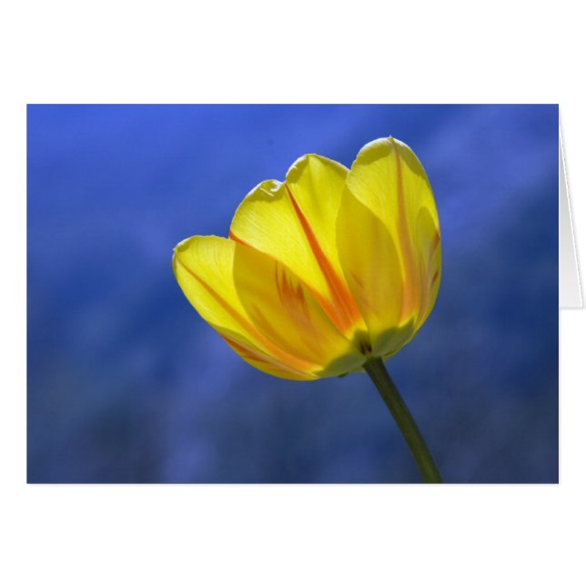 Yellow Tulip Blank Floral Flower Greeting Card (Devant horizontal)