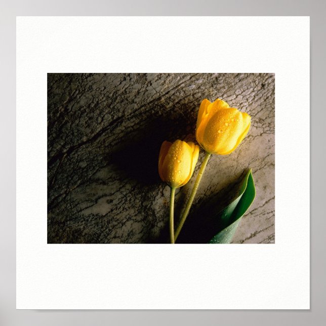Yellow Tulips Poster (Devant)