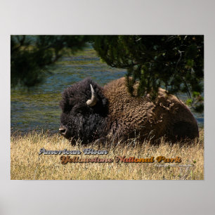 Yellowstone - affiche de l'American Bison