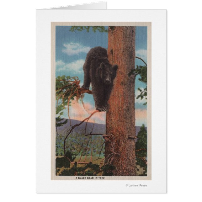 Yellowstone, WYView of Black Bear in Tree (Devant)