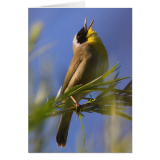 Yellowthroat commun