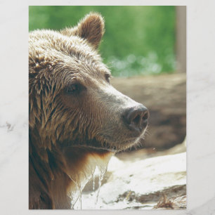 Yeux animaux de visage d'ours adorable mignon de