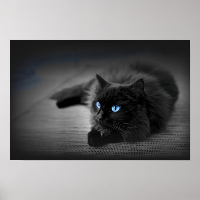 Yeux Bleu Minuit — Affiche d'Art Mural Chat Noir (Devant)