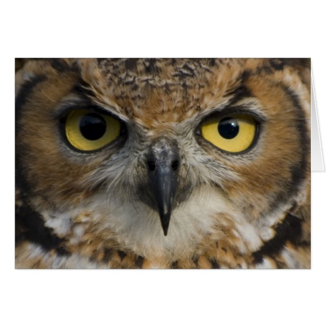 Yeux de hibou (Devant horizontal)