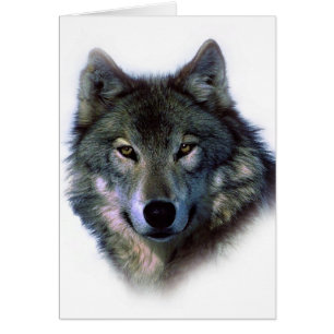 Yeux de loup gris